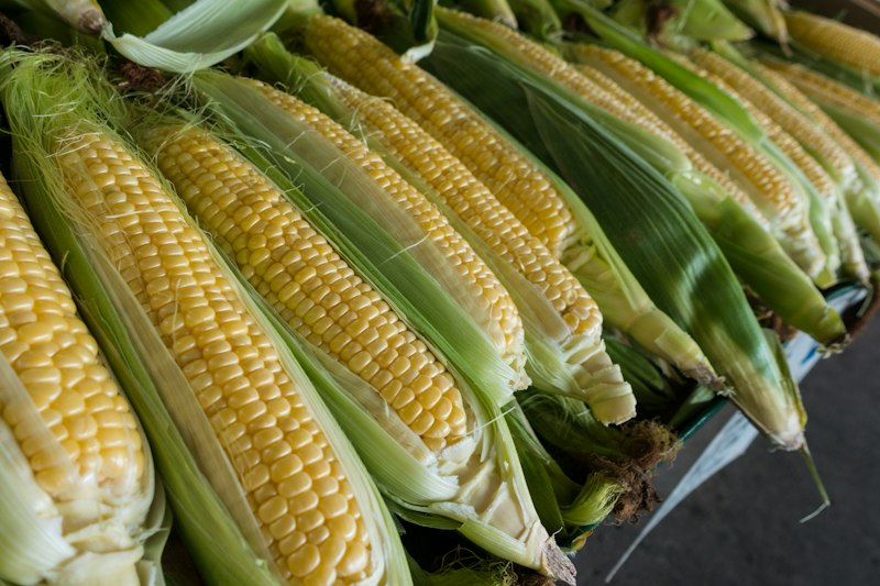 Field Maize Crop